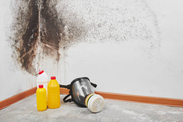 Best Fast Mold Removal  in Lahoma City, OK