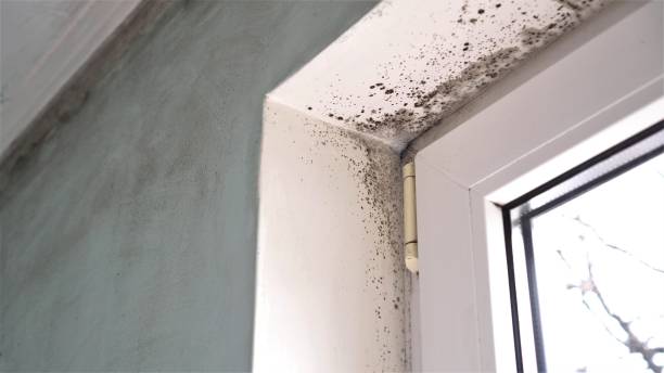 Best Mold Testing  in Lahoma City, OK