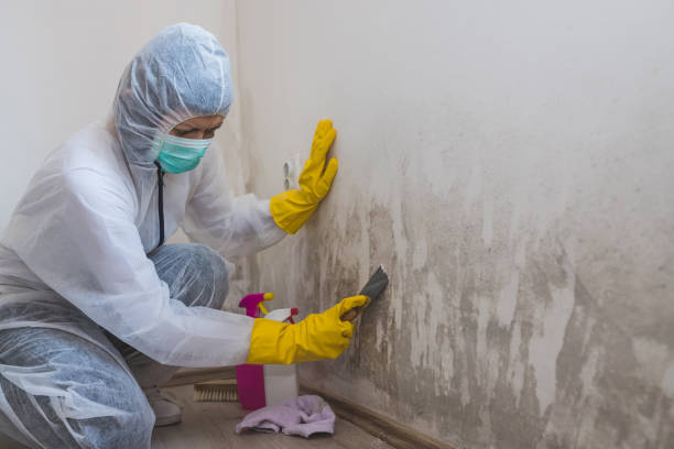 Professional Mold Removal in Oklahoma City, OK