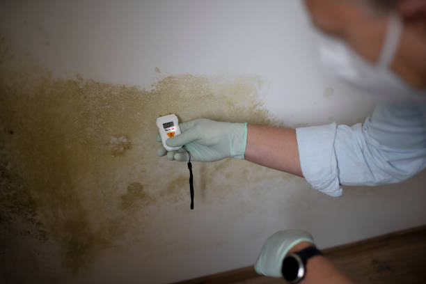 Best Attic Mold Removal  in Lahoma City, OK