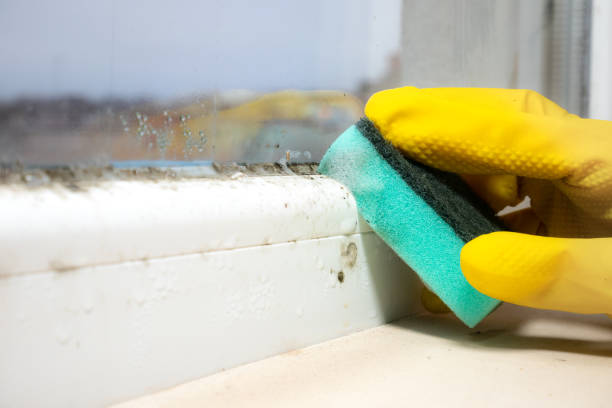 Best Mold Removal Company Near Me  in Lahoma City, OK