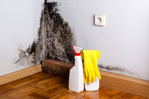 Best Same-Day Mold Removal  in Lahoma City, OK