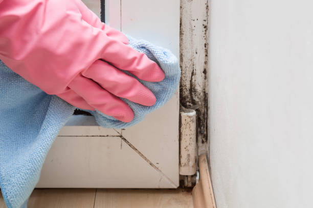 Best Affordable Mold Removal  in Lahoma City, OK