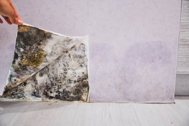 Best Fast Mold Removal  in Lahoma City, OK